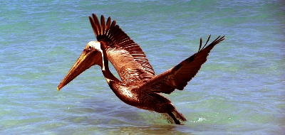 birdwatching birdwatching Cubana dream